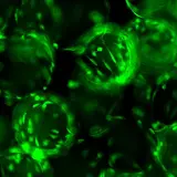 IamFluidics Dissolvable Microcarriers